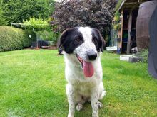 ROMY, Hund, Mischlingshund in Leichlingen - Bild 4