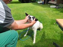 ROMY, Hund, Mischlingshund in Leichlingen - Bild 5