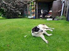 ROMY, Hund, Mischlingshund in Leichlingen - Bild 6