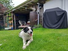 ROMY, Hund, Mischlingshund in Leichlingen - Bild 7