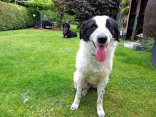 ROMY, Hund, Mischlingshund in Leichlingen - Bild 8
