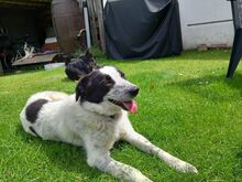ROMY, Hund, Mischlingshund in Leichlingen - Bild 9