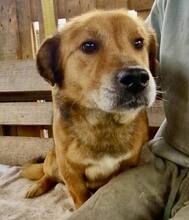LUMPI, Hund, Mischlingshund in Rumänien - Bild 10