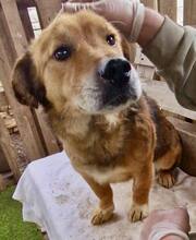 LUMPI, Hund, Mischlingshund in Rumänien - Bild 11