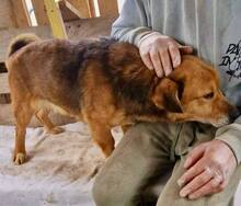 LUMPI, Hund, Mischlingshund in Rumänien - Bild 12