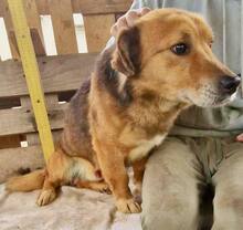 LUMPI, Hund, Mischlingshund in Rumänien - Bild 13