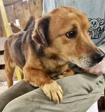 LUMPI, Hund, Mischlingshund in Rumänien - Bild 15
