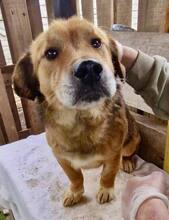 LUMPI, Hund, Mischlingshund in Rumänien - Bild 2