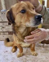 LUMPI, Hund, Mischlingshund in Rumänien - Bild 3