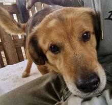 LUMPI, Hund, Mischlingshund in Rumänien - Bild 5