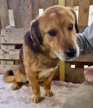 LUMPI, Hund, Mischlingshund in Rumänien - Bild 6