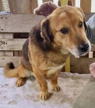 LUMPI, Hund, Mischlingshund in Rumänien - Bild 7