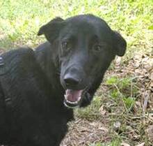 JULIO, Hund, Mischlingshund in Portugal - Bild 1