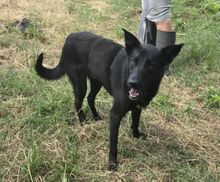 JULIO, Hund, Mischlingshund in Portugal - Bild 2