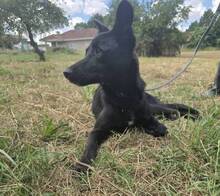 JULIO, Hund, Mischlingshund in Portugal - Bild 3