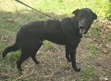 JULIO, Hund, Mischlingshund in Portugal - Bild 4