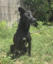 JULIO, Hund, Mischlingshund in Portugal - Bild 5