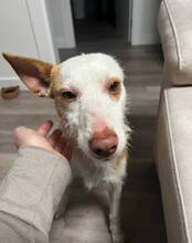 LLUVIA, Hund, Podenco in Dürrlauingen - Bild 1
