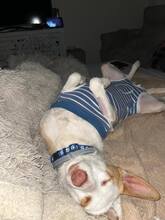 LLUVIA, Hund, Podenco in Dürrlauingen - Bild 4