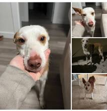 LLUVIA, Hund, Podenco in Dürrlauingen - Bild 5