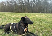 PRINCESS, Hund, Mischlingshund in Erfurt - Bild 1