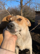 BOB, Hund, Mischlingshund in Rumänien - Bild 1