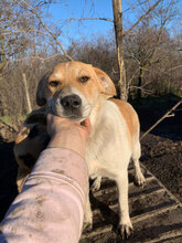 BOB, Hund, Mischlingshund in Rumänien - Bild 2