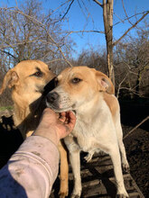 BOB, Hund, Mischlingshund in Rumänien - Bild 4