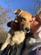 BOB, Hund, Mischlingshund in Rumänien - Bild 5