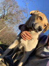 BOB, Hund, Mischlingshund in Rumänien - Bild 8