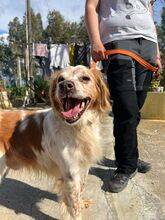 MARCELLO, Hund, Bretonischer Spaniel-Mix in Italien