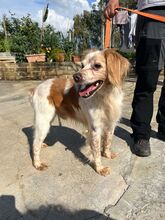 MARCELLO, Hund, Bretonischer Spaniel-Mix in Italien - Bild 2