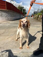 MARCELLO, Hund, Bretonischer Spaniel-Mix in Italien - Bild 4
