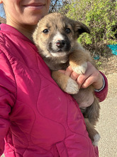 LUPUS, Hund, Mischlingshund in Rumänien - Bild 1