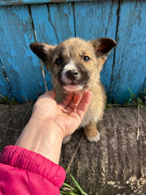 LUPUS, Hund, Mischlingshund in Rumänien - Bild 2