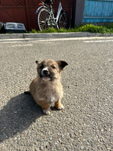 LUPUS, Hund, Mischlingshund in Rumänien - Bild 3