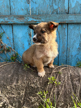 LUPUS, Hund, Mischlingshund in Rumänien - Bild 4