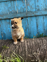 LUPUS, Hund, Mischlingshund in Rumänien - Bild 5