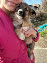 LUPUS, Hund, Mischlingshund in Rumänien - Bild 6