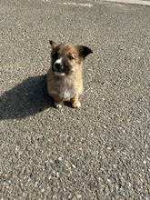 LUPUS, Hund, Mischlingshund in Rumänien - Bild 7