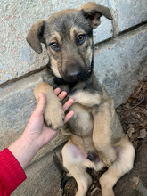 DAVID, Hund, Mischlingshund in Rumänien - Bild 2