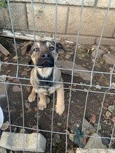 DAVID, Hund, Mischlingshund in Rumänien - Bild 3