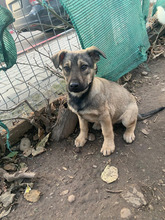 DAVID, Hund, Mischlingshund in Rumänien - Bild 4