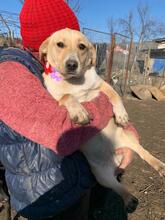 ELSIE, Hund, Labrador-Mix in Rumänien - Bild 1