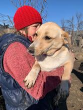 ELSIE, Hund, Labrador-Mix in Rumänien - Bild 2