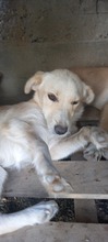 ELSIE, Hund, Labrador-Mix in Rumänien - Bild 3