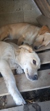 ELSIE, Hund, Labrador-Mix in Rumänien - Bild 4