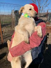 ELSIE, Hund, Labrador-Mix in Rumänien - Bild 5