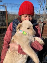 ELSIE, Hund, Labrador-Mix in Rumänien - Bild 6