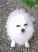 BALU, Hund, Mischlingshund in Bad Karlshafen - Bild 1